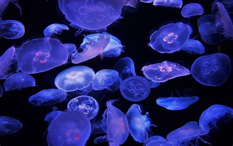 Moon Jellyfish Facts, Habitat, Diet, Life Cycle, Baby, Pictures