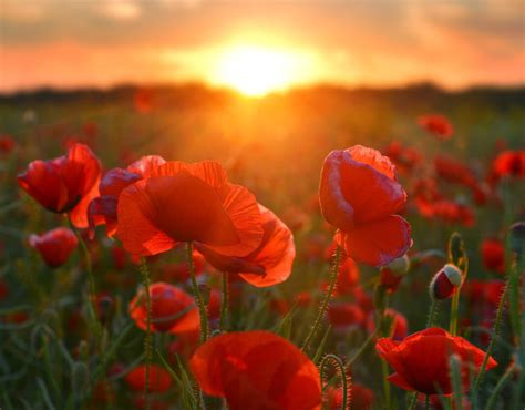 In Flanders Fields: perpetuating poppies | Newcastle Weekly