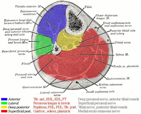 I Want To Be A Surgeon: Reperfusion injuries and compartment syndrome