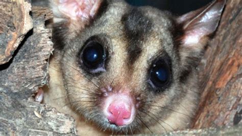 Mahogany Glider | Wildlife Preservation Society of Queensland