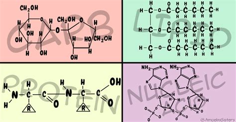 biology biomolecules (updated) Diagram | Quizlet