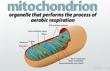 Mitochondrial Matrix