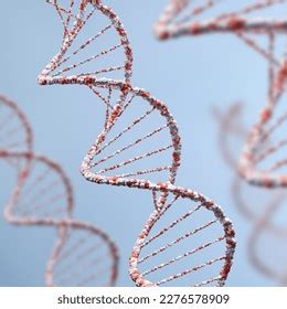 Helix Human Dna Structure Dna Structure Stock Photo 2276578909 ...