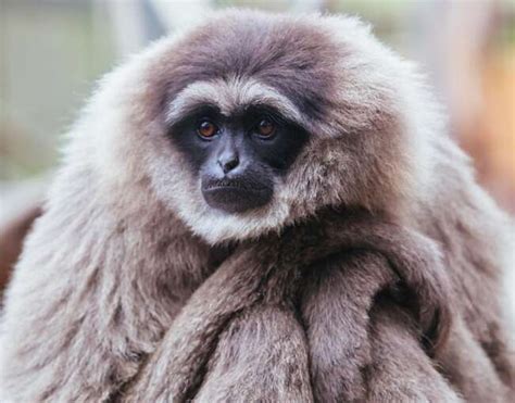 Silvery Gibbon - Lombok Wildlife Park