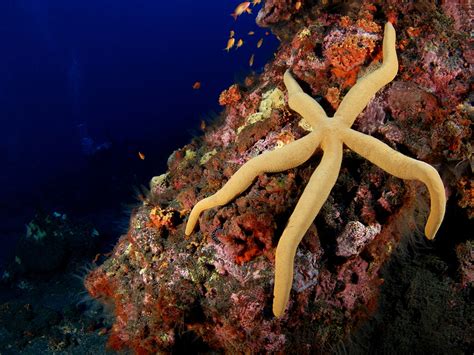 What Do Sea Stars Eat: Discover their Surprising Feeding Habits ...