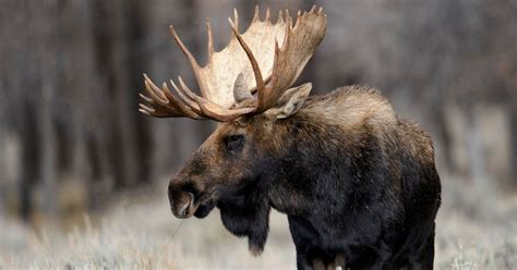 How and Where to Photograph Moose | PetaPixel