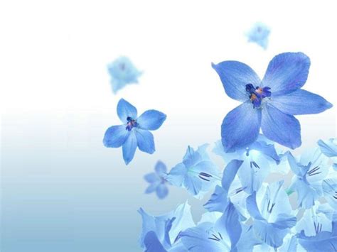 Light Blue Flower Wallpapers - Top Free Light Blue Flower Backgrounds ...