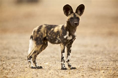 African Wild Dog Facts: Diet, Behavior, Habitat