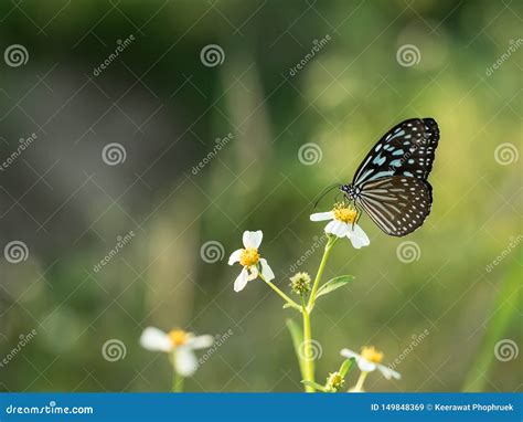 Butterflies in Fresh Green Grass Fields Stock Image - Image of ...