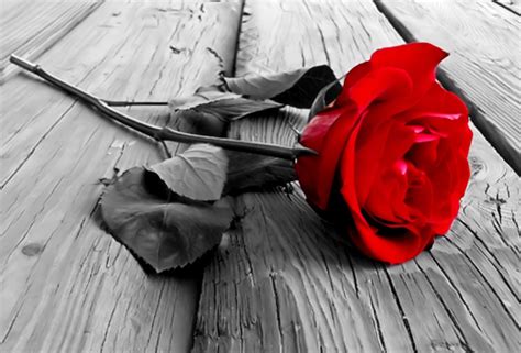 Black And White Rose Wallpaper - WallpaperSafari