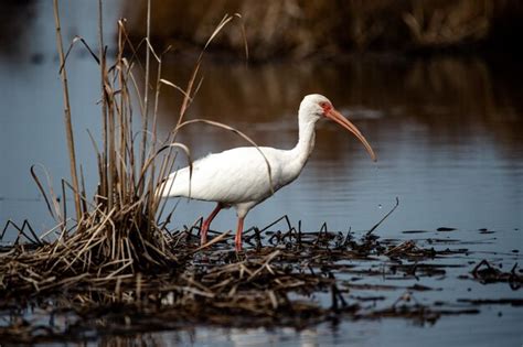 Premium Photo | American white ibis