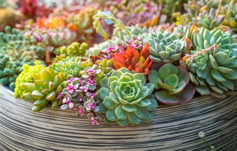 Growing & Caring - Indoor Succulents | Kellogg Garden Organics™