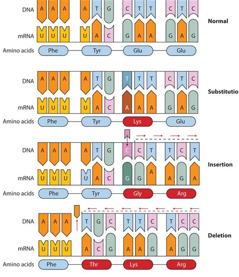 17.5: Mutations and Genetic Diseases - Chemistry LibreTexts