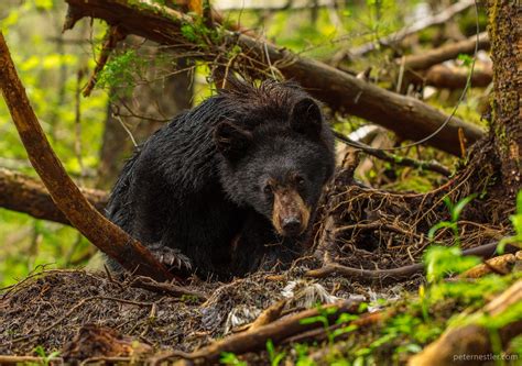 Juneau Alaska Wildlife Photography - Juneau Photo Tours