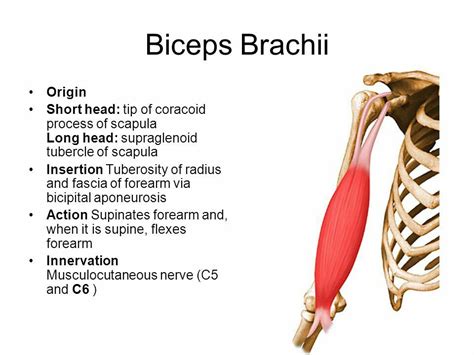 Biceps brachii ( Note: Major supinator of the forearm ) ( Supination in ...