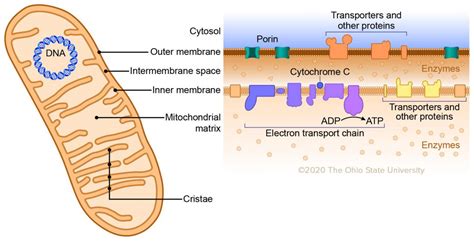 How Many Membranes Separate the Mitochondrial Matrix From the Cytoplasm