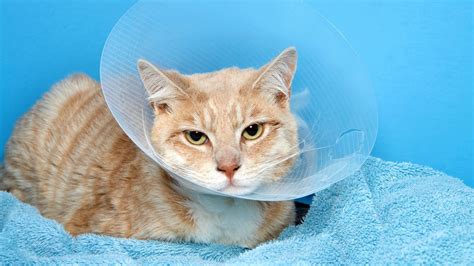 Diy Cone Collar For Cats - Do It Your Self