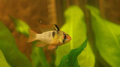 Blue Ram Cichlid Breeding And Care Guide - Build Your Aquarium