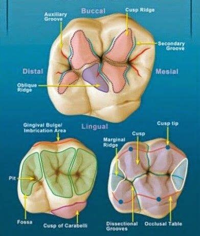 Maxillary First Molar Anatomy Anatomical Charts Posters | The Best Porn ...