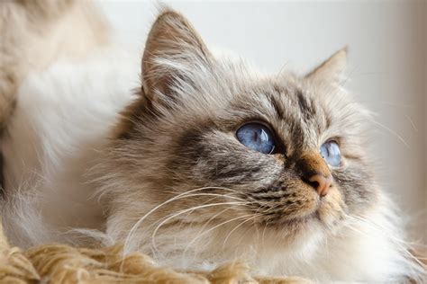 Meet the Birman Cat: Personality, Grooming, and Health | ASPCA Pet ...