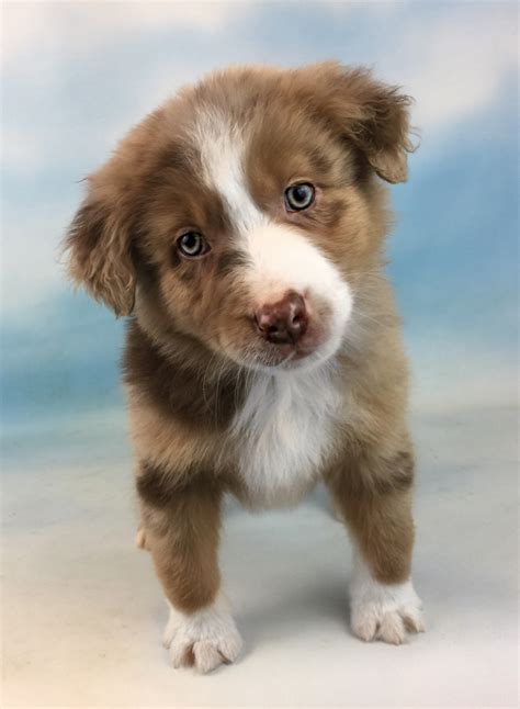 Miniature Australian Shepherd Puppies For Sale | Canton, OH #179631