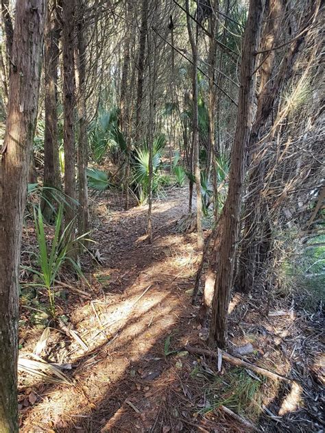 Florida Wildlife Preserve Hiking Trail Trees Path Stock Photo - Image ...