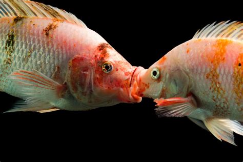 How Do Fish Mate: The Intricacies of Reproductive Behavior