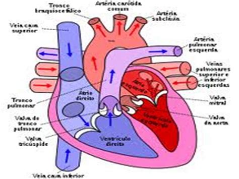 A Anatomia Cardiaca Apresenta Varias Estruturas