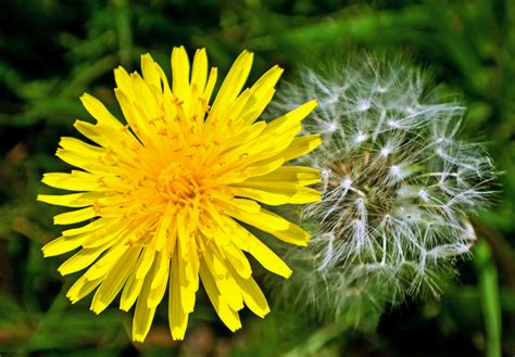 Managing and Controlling Dandelion Growth in PA & NJ