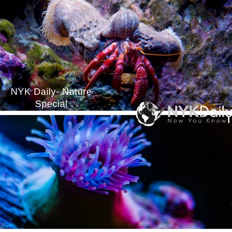 Symbiotic Relationship: Hermit crabs and Sea Anemone - NYK Daily