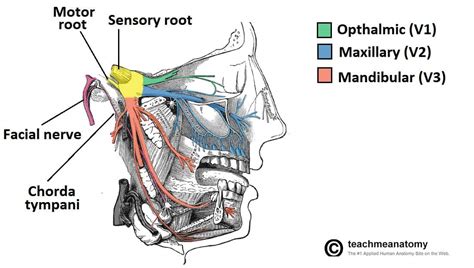 División mandibular del Nervio Trigémino (CNV3) | Mex Alex