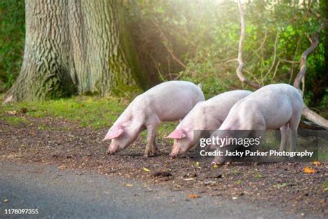 222 Hampshire Pig Stock Photos, High-Res Pictures, and Images - Getty ...