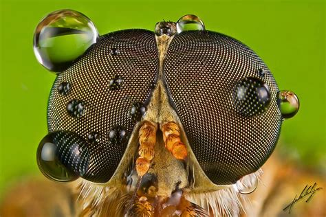 Macro Photography Portraits Of Insects By Paulo Latães - Gift Ideas ...