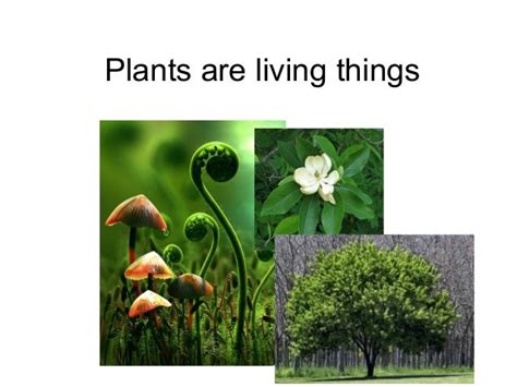 Plants are living things