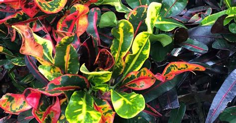 Growing Croton Mammy: How To Care For Colorful Codiaeum Mammy