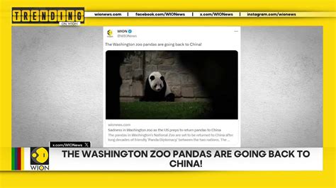 The Washington zoo pandas are going back to China - World News