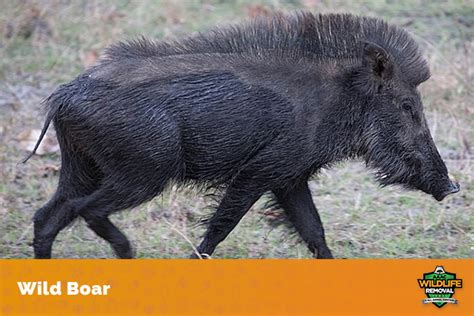 How Big is a Full-Grown Wild Boar? - AAAC Wildlife Removal