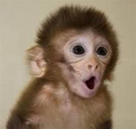 Animals with the Cutest Babies | Cute baby monkey, Capuchin monkey ...