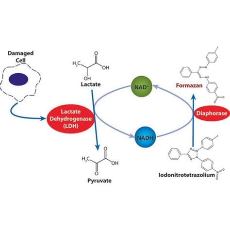 LDH Cytotoxicity Assay FAQs