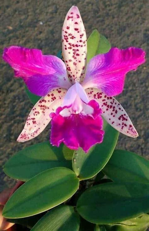 Imagenes De Orquideas Exoticas : La orquídea es la flor más bella del ...