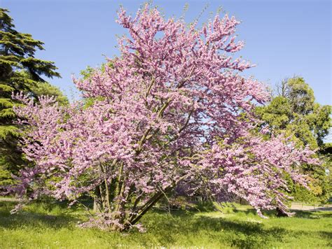 15+ Different Types of Redbud Trees (All Varieties) - PlantSnap