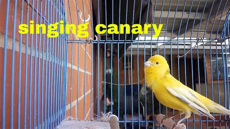 Yellow Canary Singing - Domestic Canary bird singing canary Pet sounds ...