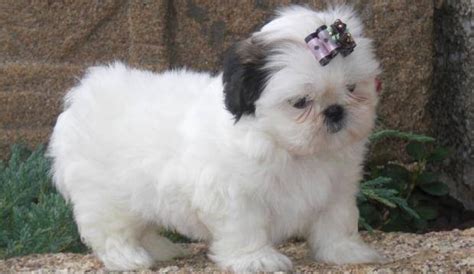 Beautiful Imperial Shih Tzu Puppies for Adoption