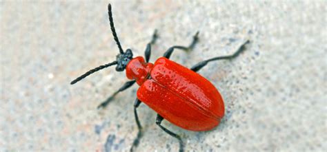 Red Lily Beetle Guide