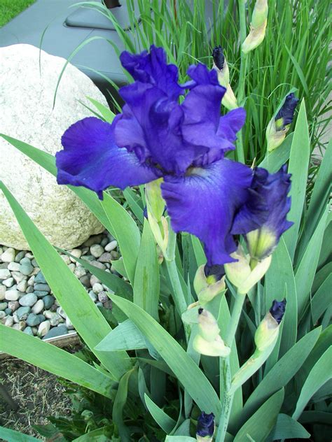 OUR GARDEN - PURPLE IRIS | Purple iris, Plants, Flower garden