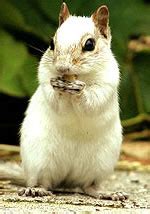 White Chipmunk - Neatorama