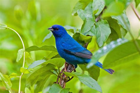 Indigo bunting and its brilliant blue coloring can be seen in our area ...