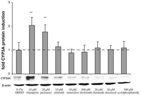 CYP3A4 protein expression levels. CYP3A4 protein expression was ...