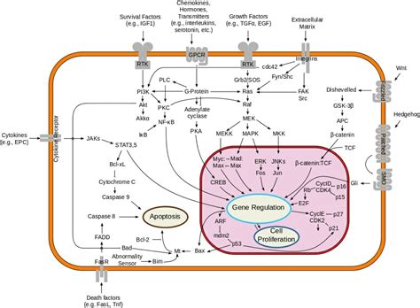 Signal Transduction: Definition, Pathways, Examples | Biology Dictionary