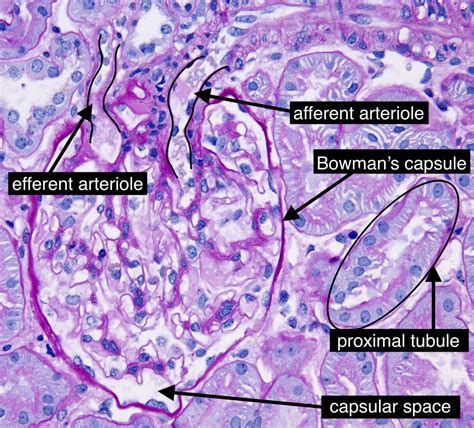 Kidney Histology Renal Capsule